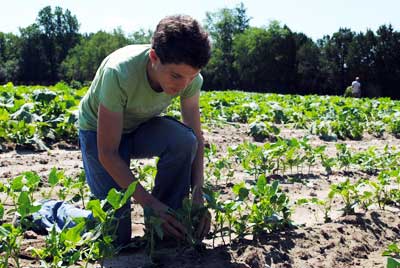 Thinning Plants