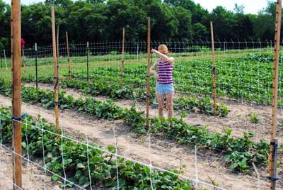 Trellising Beans