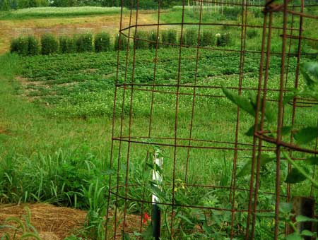 Saving Tomato Seeds