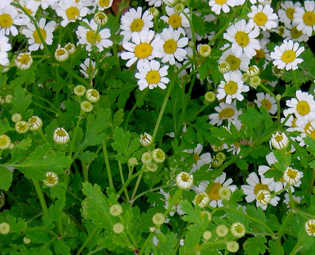  Feverfew 0 1 G Southern Exposure Seed Exchange Saving The Past For 