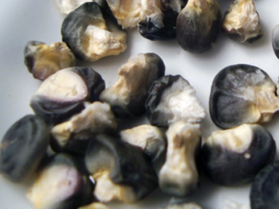 Black Corn