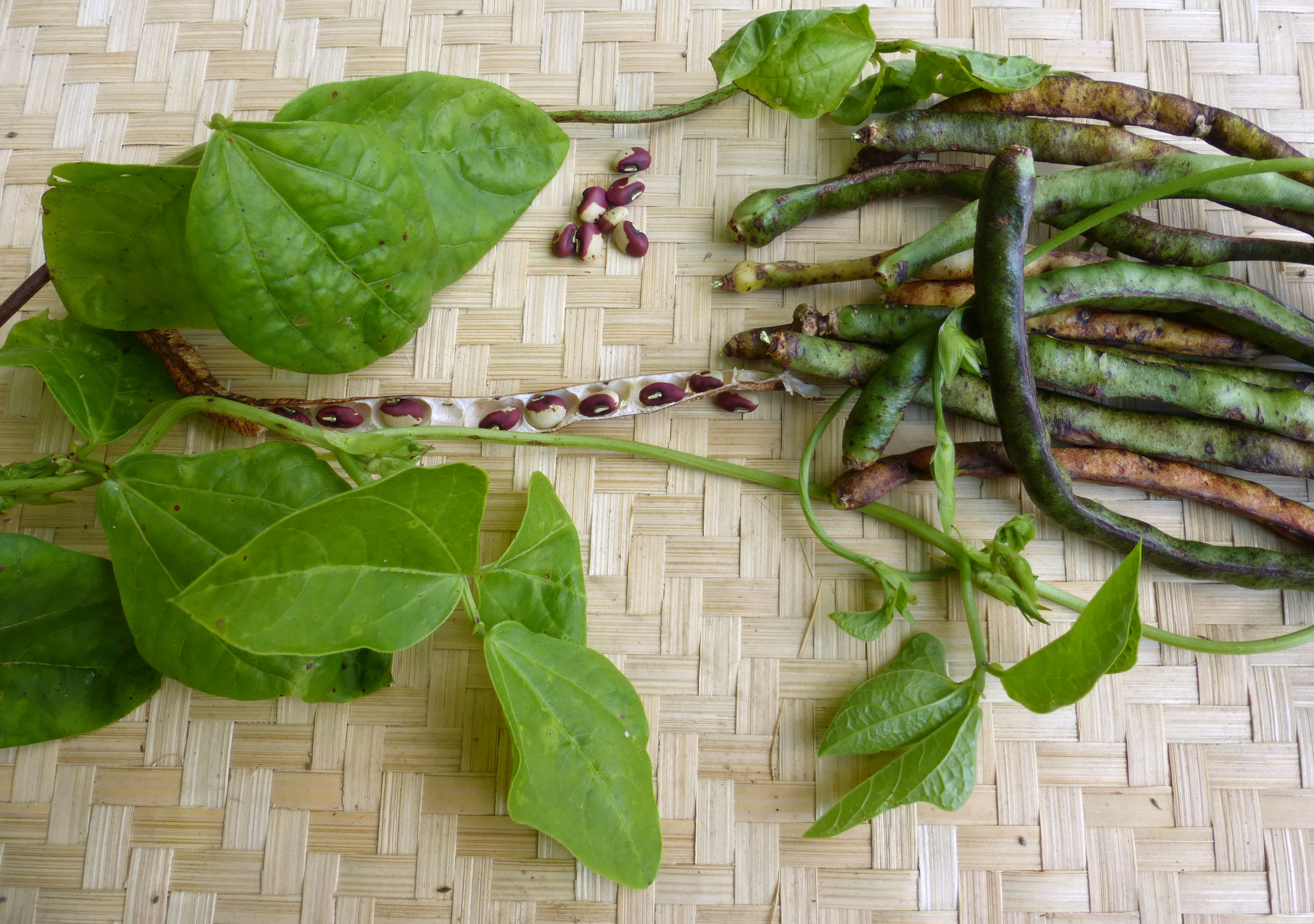 Hog Brain Southern Pea Cowpea