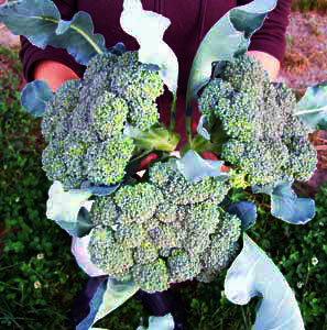 nutribud broccoli