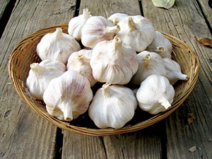 garlic