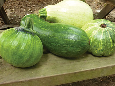 summer squash