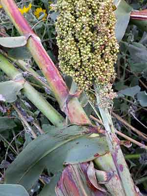 Coral Sorghum