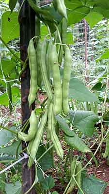 Donald Todd Half-Runner Beans