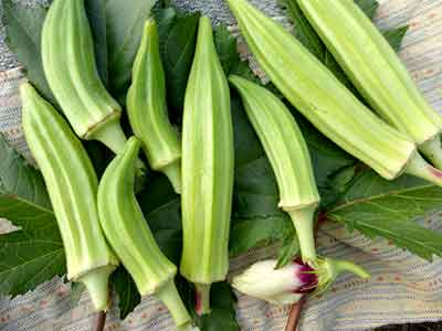 Shows Okra