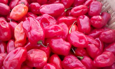 Zavory spice peppers