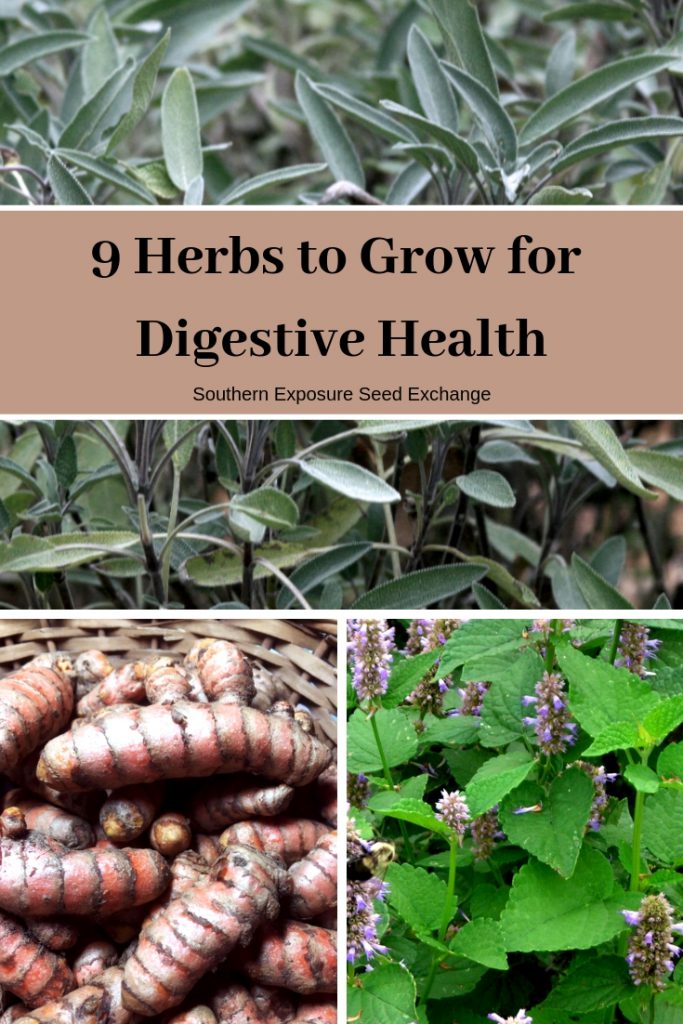 9 Herbs to Grow for Digestive Health | Southern Exposure Seed Exchange