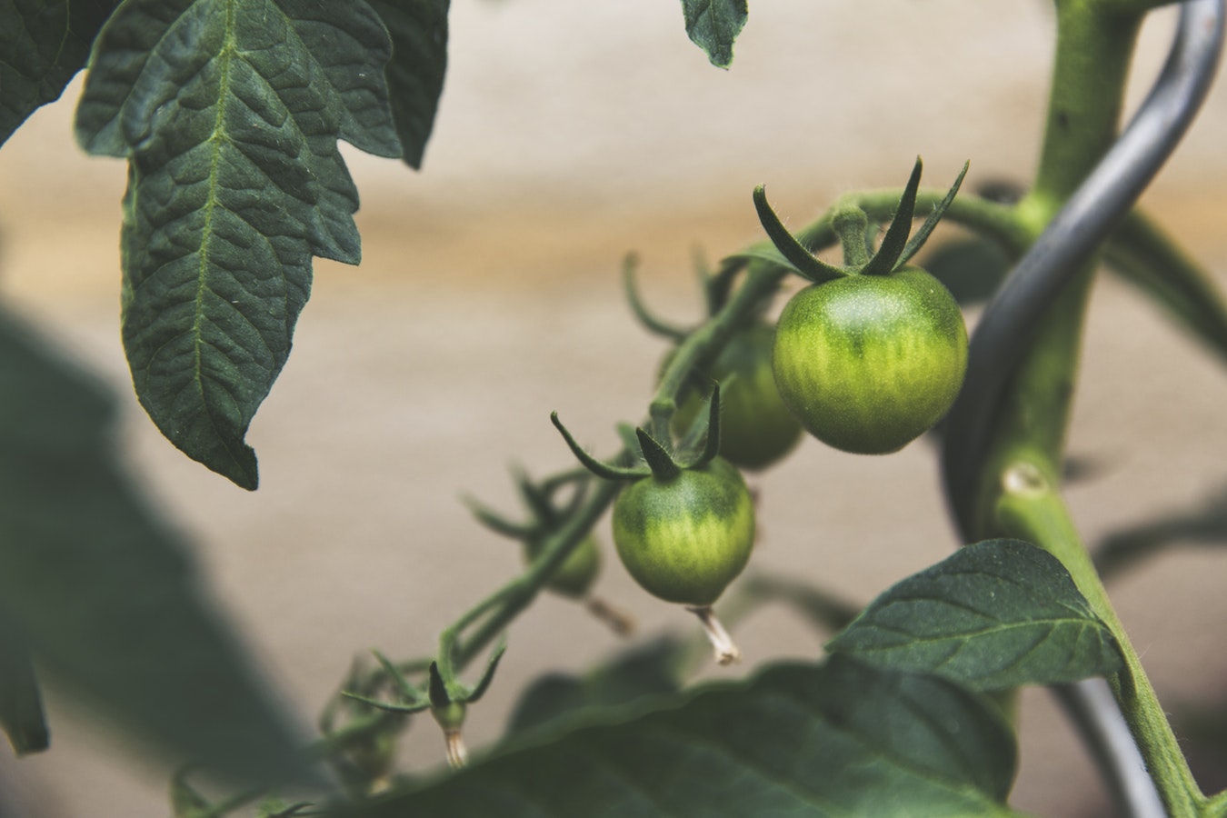 disease-resistant-tomatoes-southern-exposure-seed-exchange