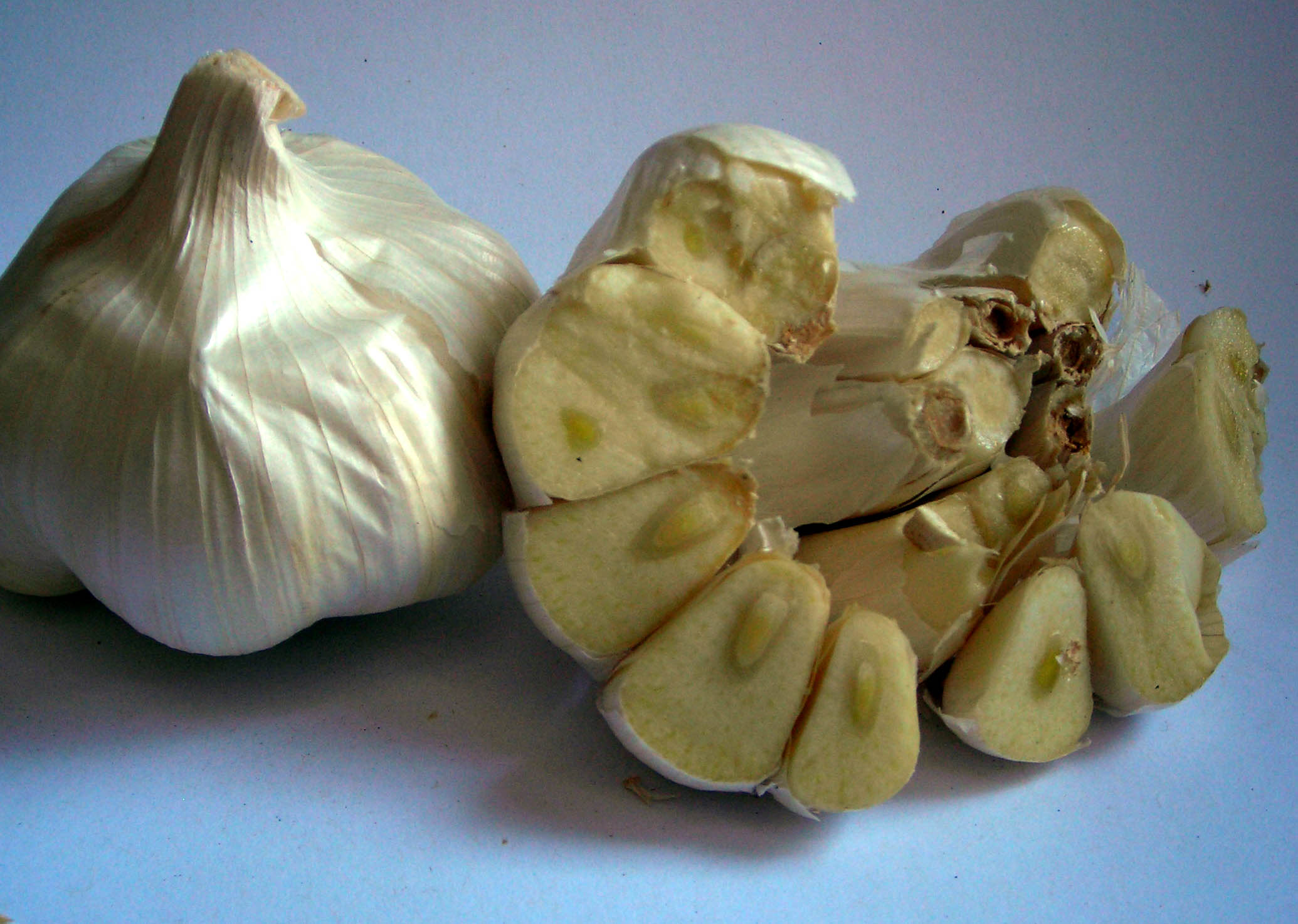 California Early Softneck Garlic, 8 oz. : Southern Exposure Seed