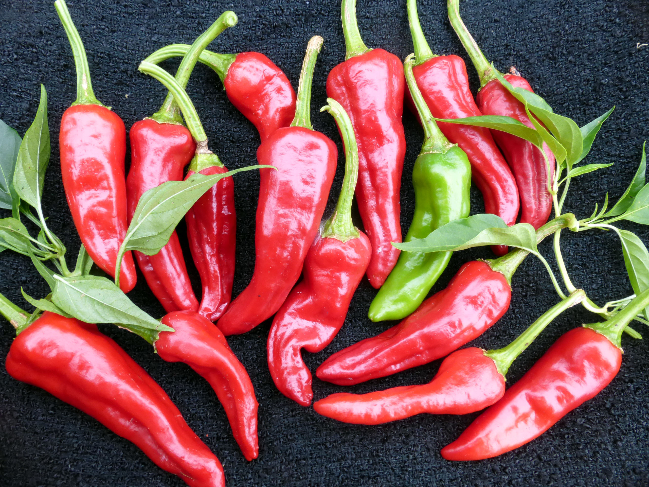 Chimayo Hot Pepper, 0.3 g : Southern Exposure Seed Exchange, Saving the ...