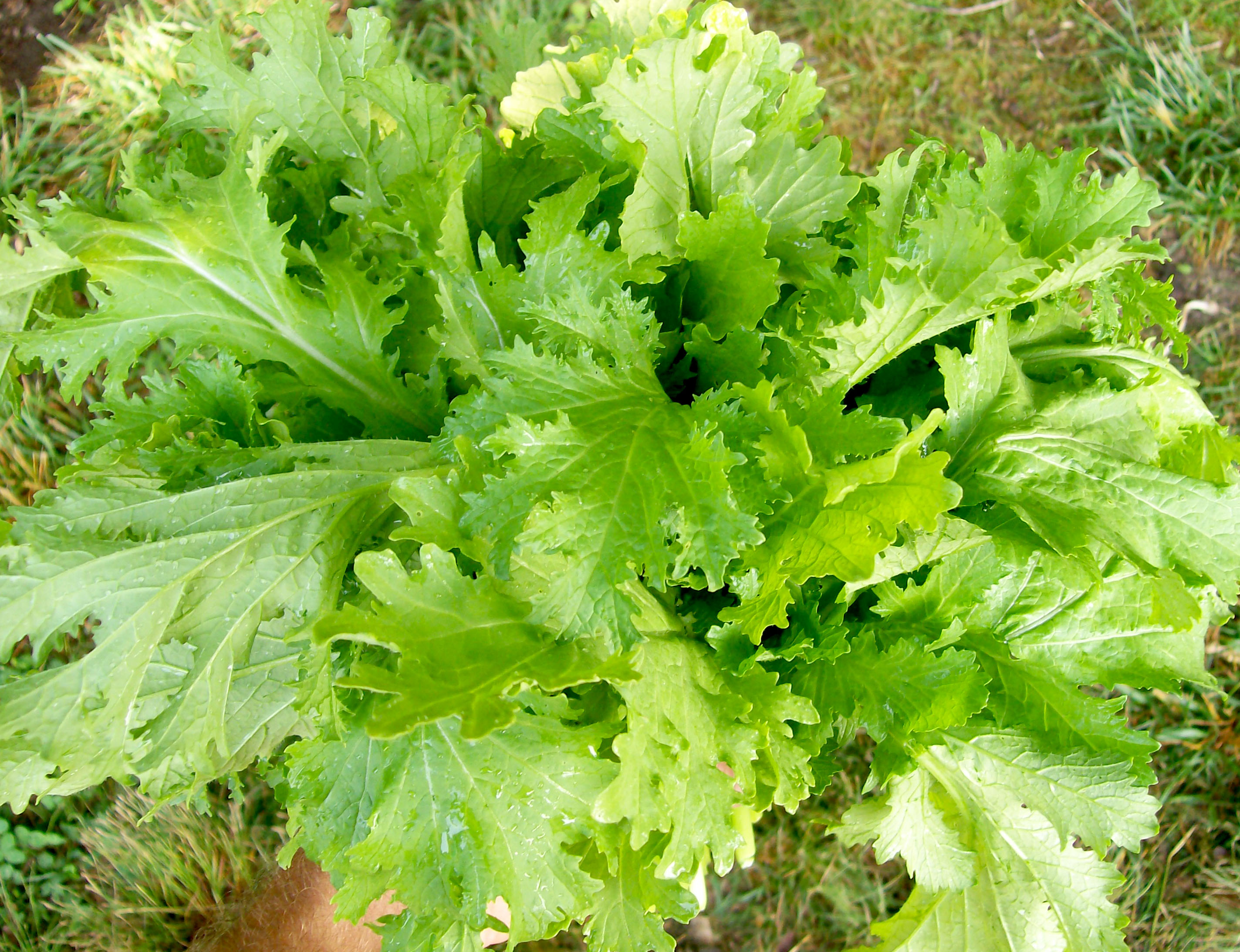 old-fashioned-ragged-edge-mustard-2-g-southern-exposure-seed