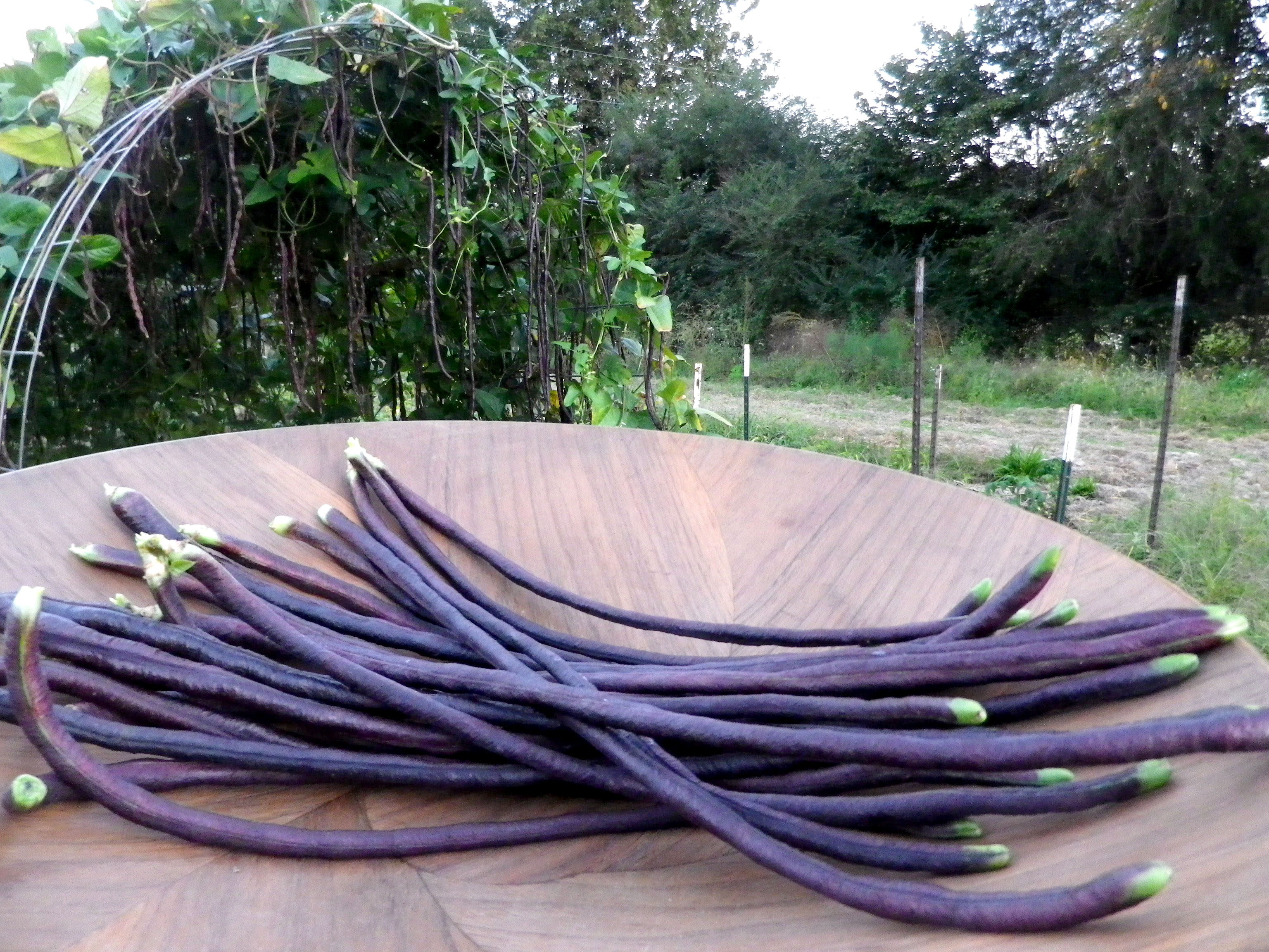 Purple Podded Asparagus Yardlong Bean 7g Southern Exposure Seed