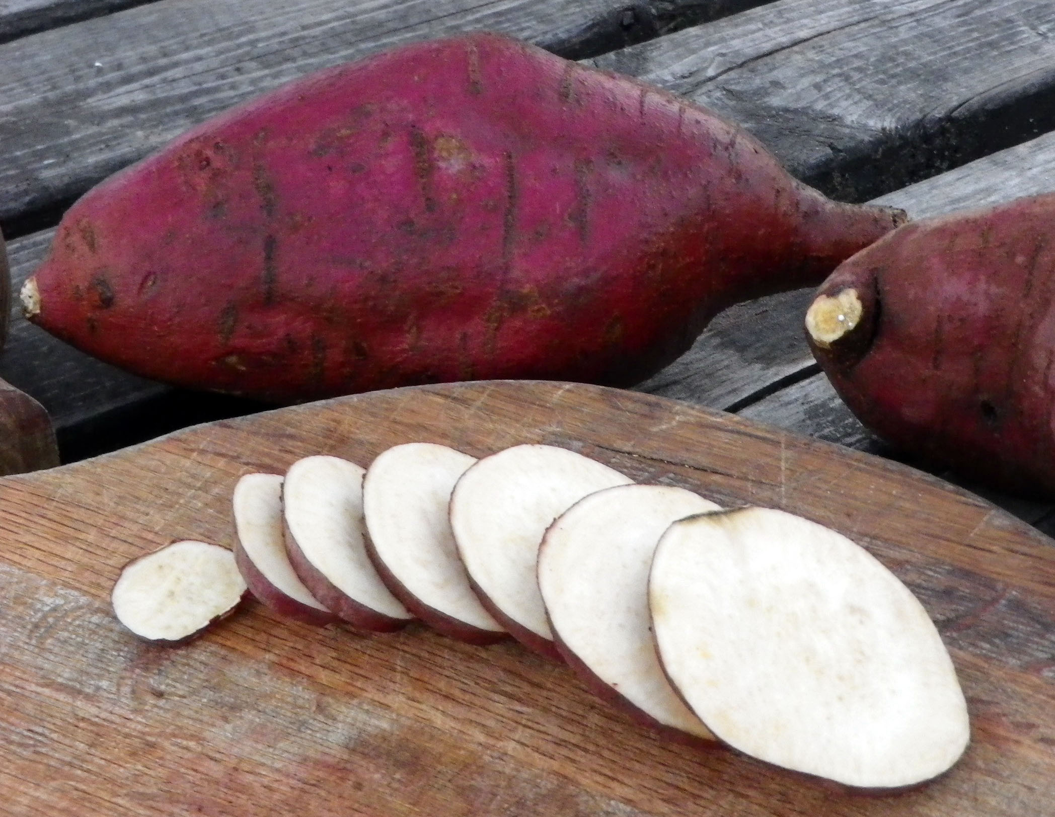 Sweet Potato Vine Tattoo - Growing Climbers Through Shrubs | Bodrumwasukur