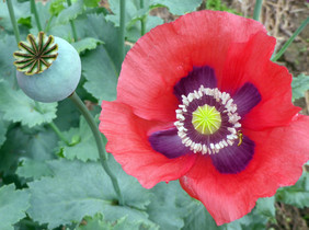 Poppy, Breadseed, Charlottesville Old : Southern Exposure Seed Exchange ...