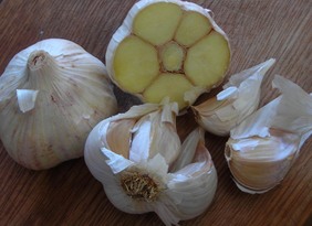Lorz Italian Softneck Garlic, 8 oz. : Southern Exposure Seed Exchange ...