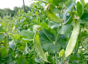 snow giant pea oregon dwarf southernexposure