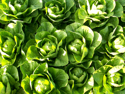 Parris Island Cos Romaine Lettuce 0.5 g : Southern Exposure Seed ...