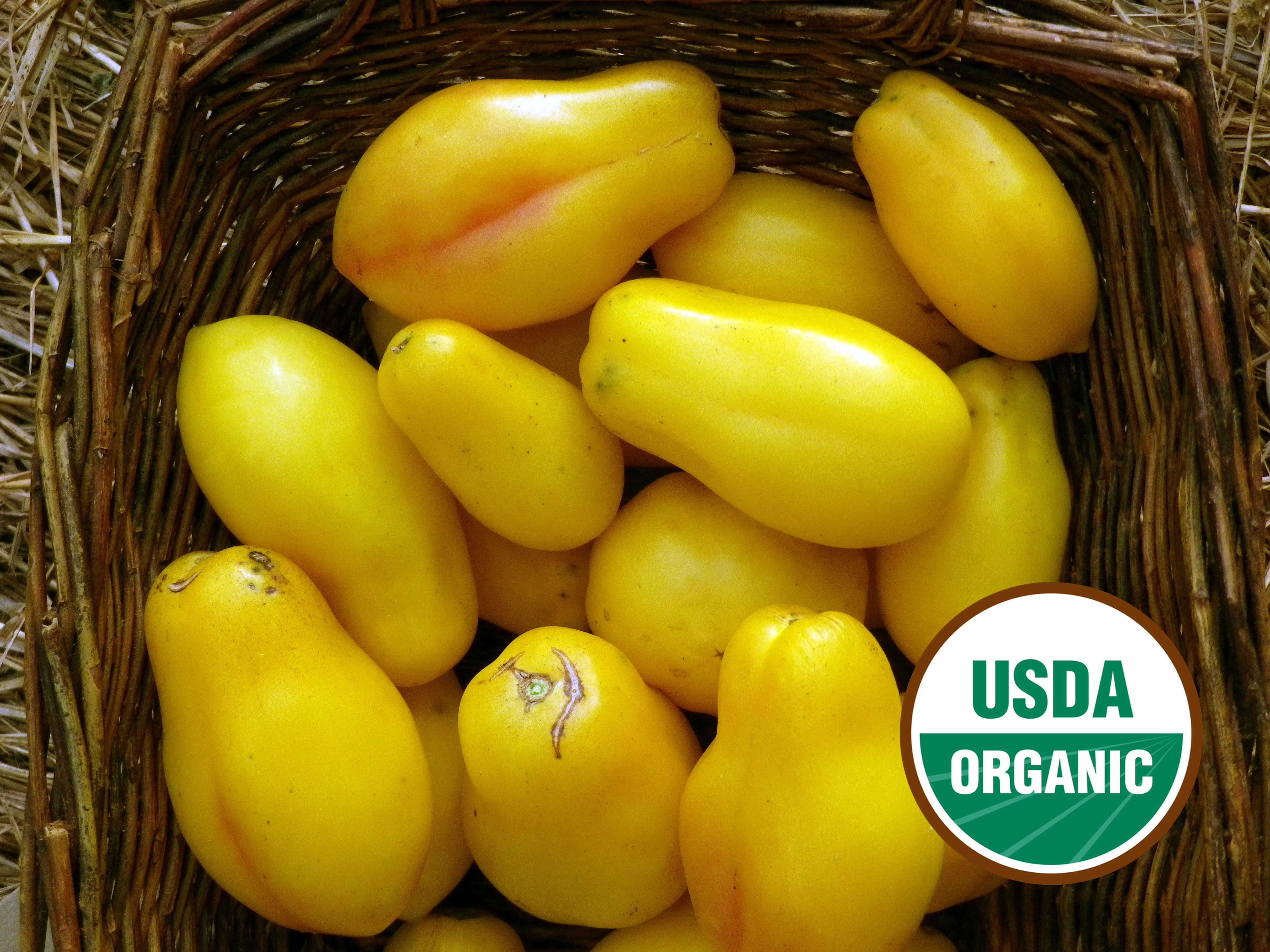 Yellow Bell Paste Tomato Organic