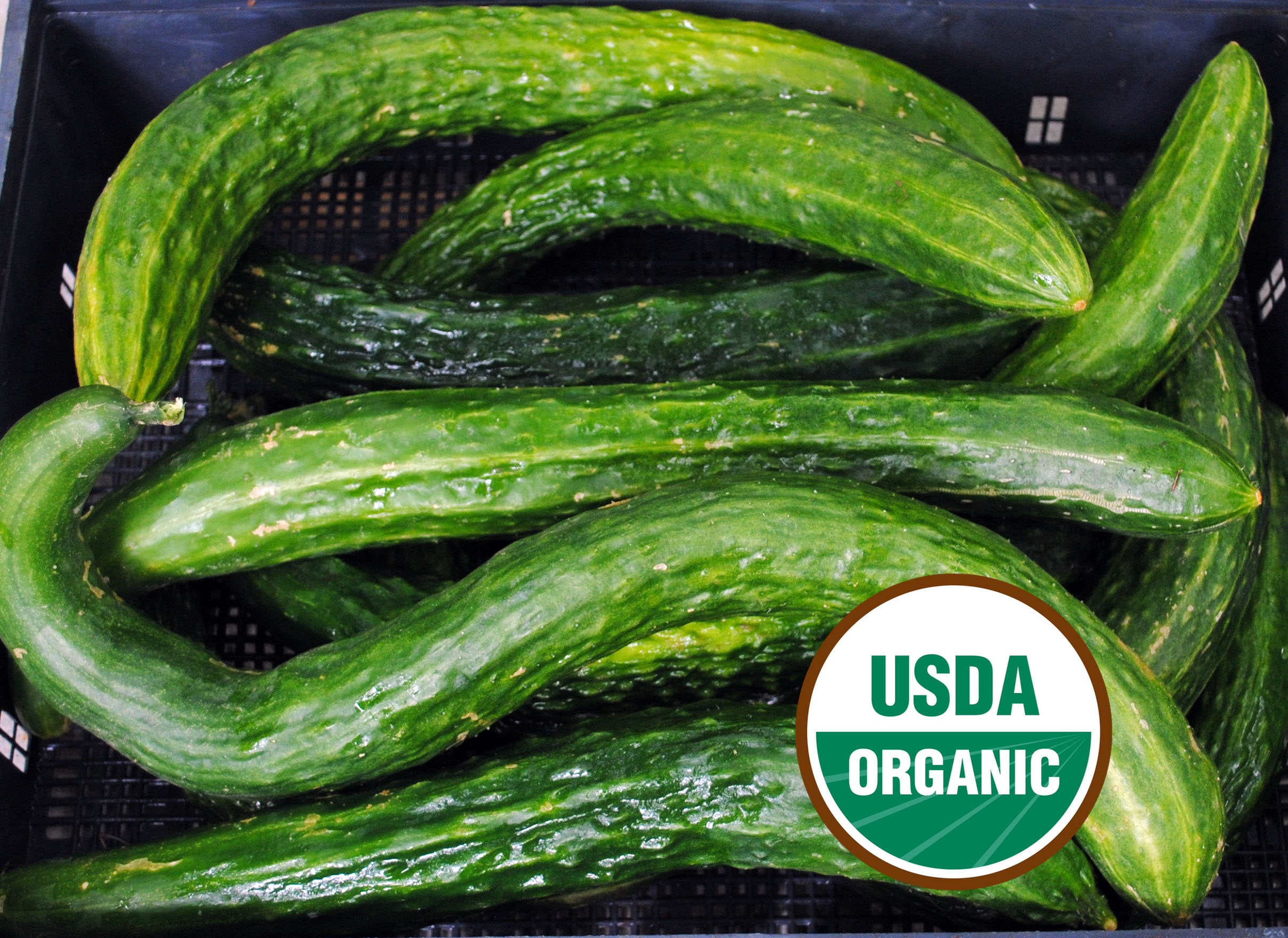 きゅうかんばー Suyo Long Asian Cucumber Organic