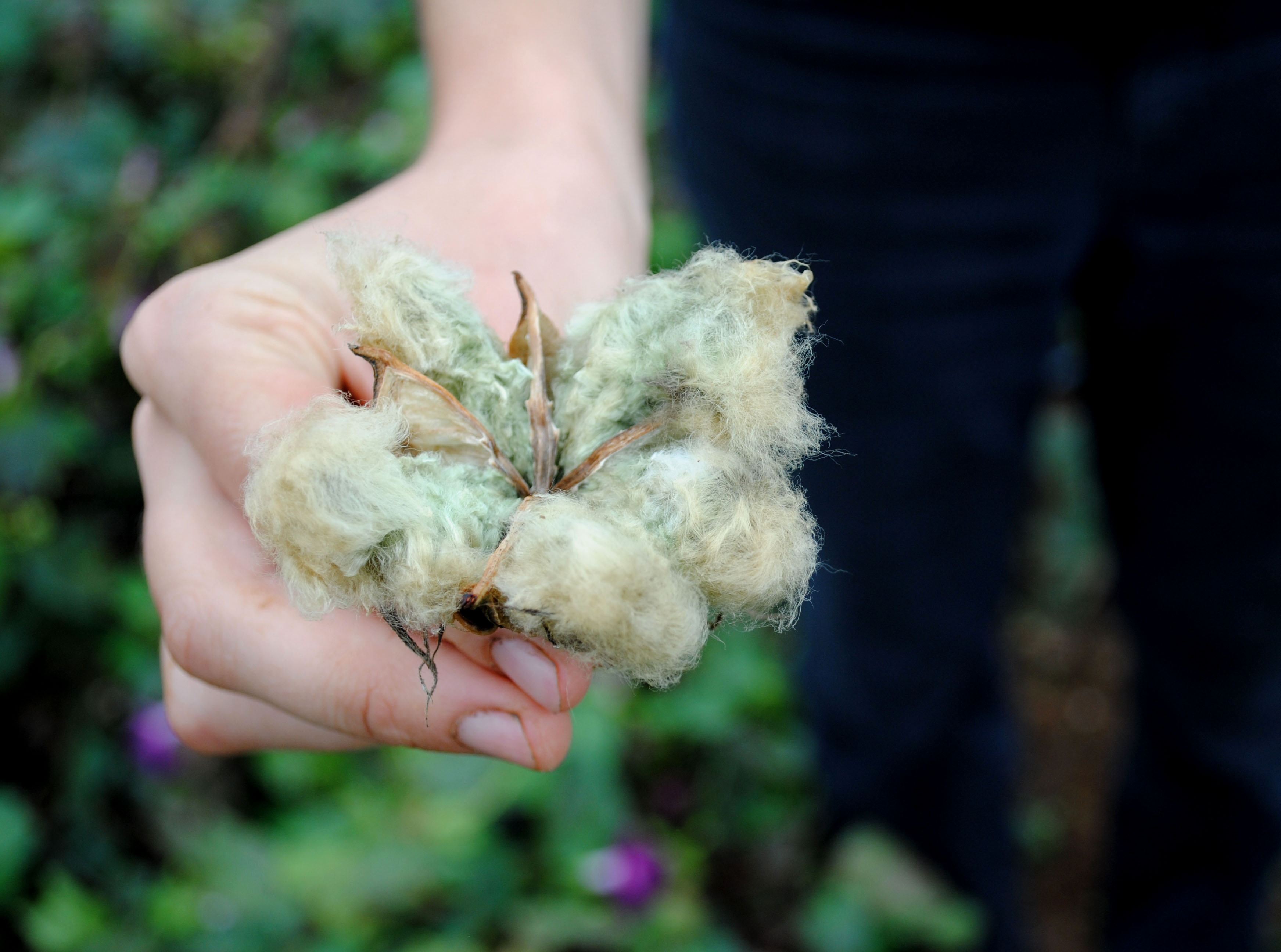 Arkansas Green Lint Cotton