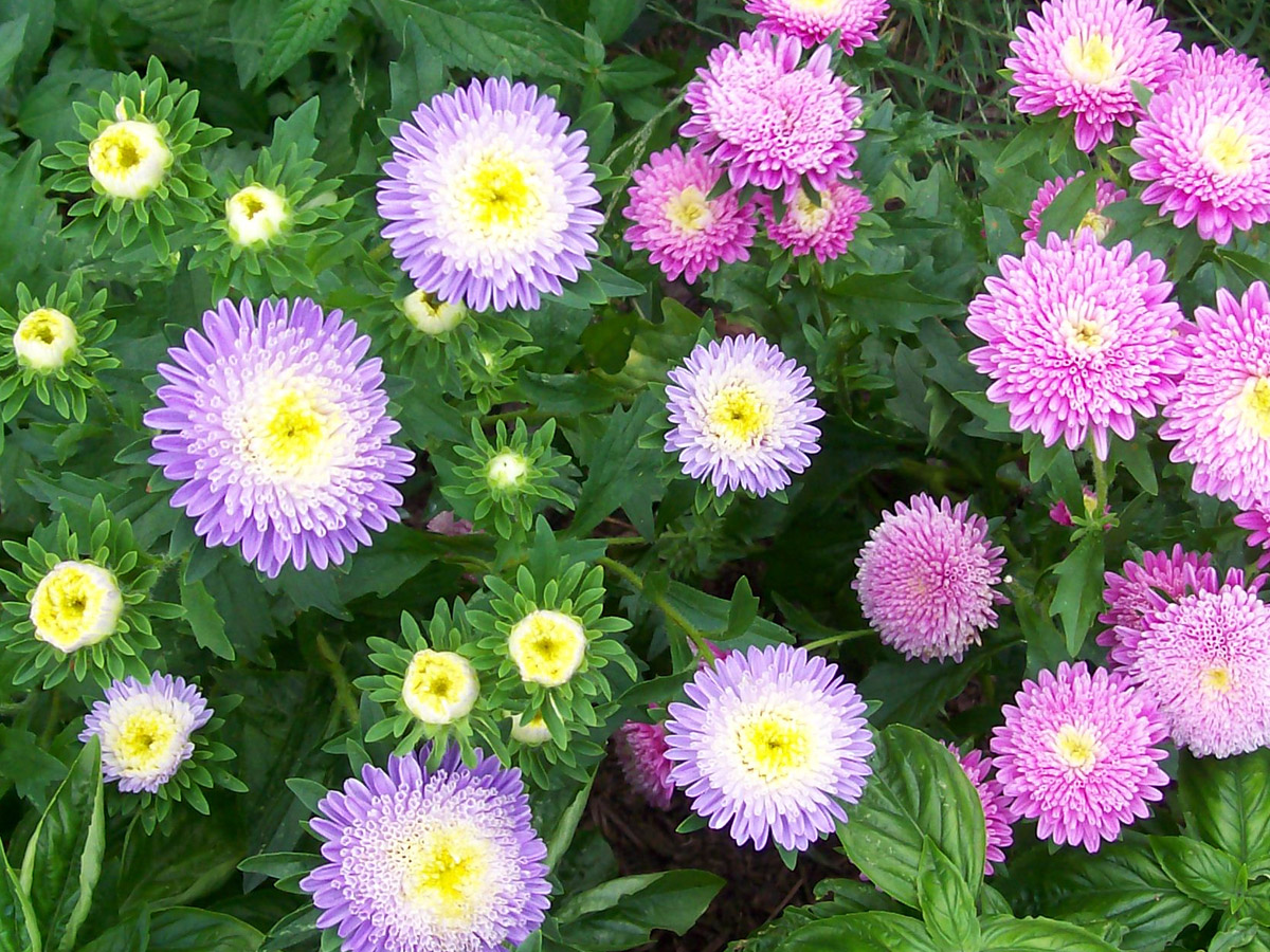 Aster, Powder Puff Mixed Colors