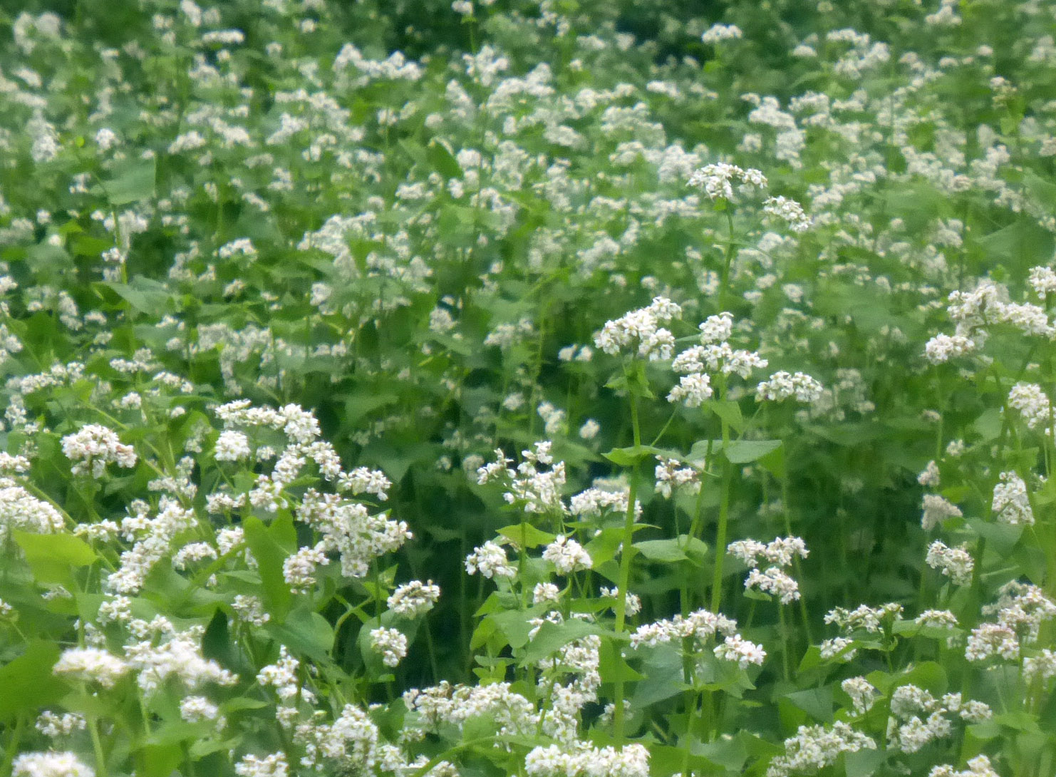 Buckwheat