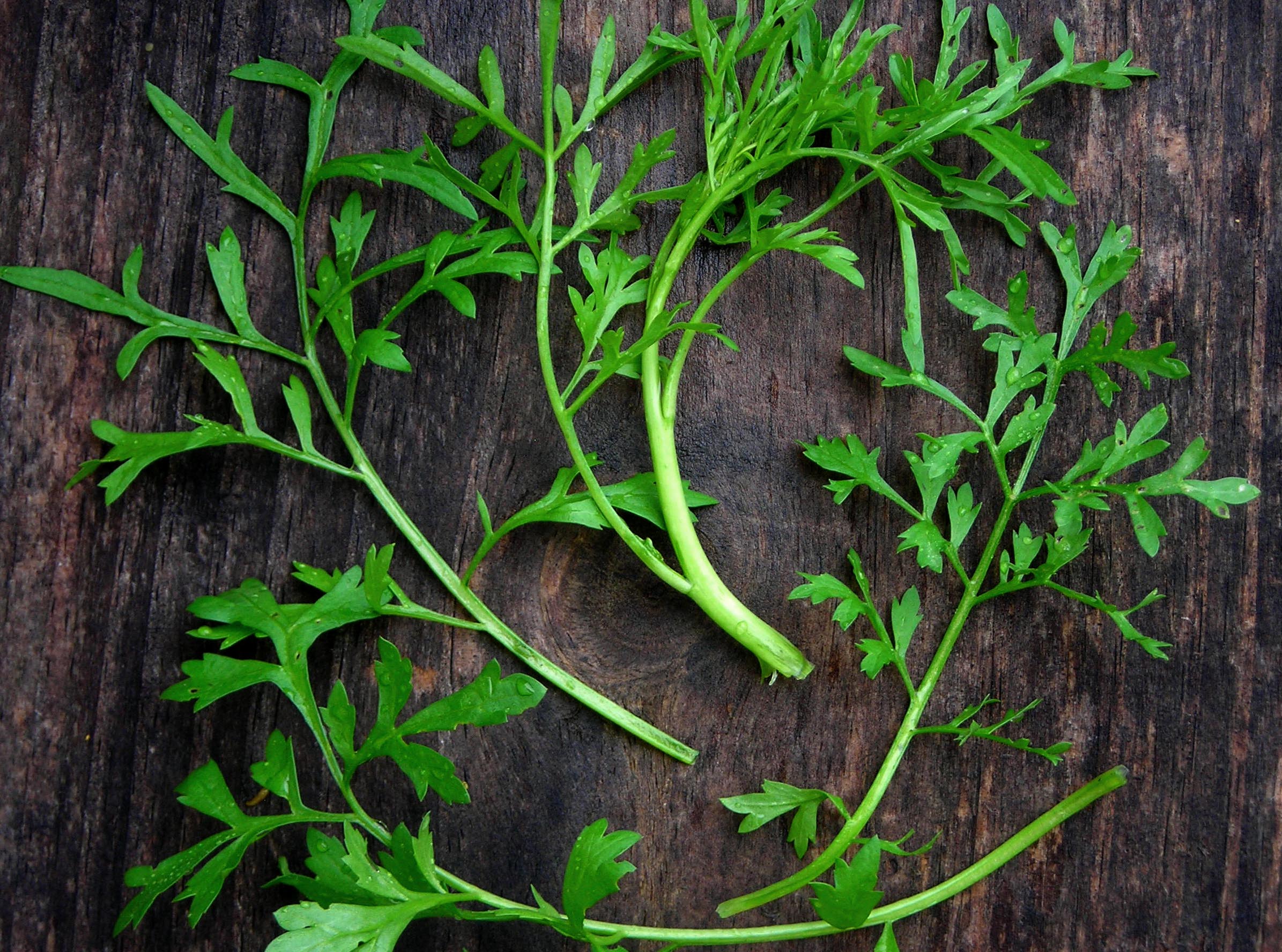 Garden Cress Herb