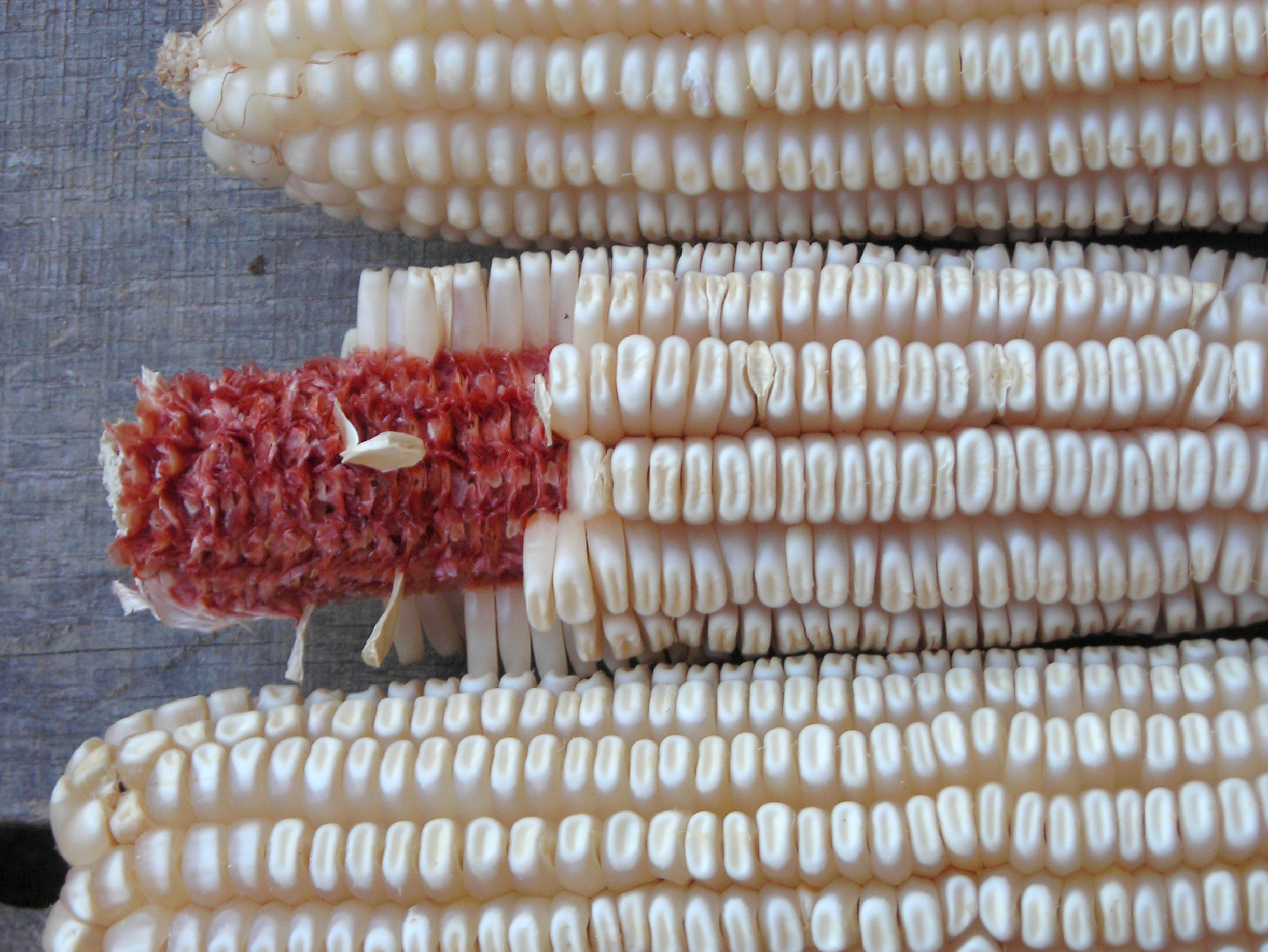 Tennessee Red Cob Dent Corn