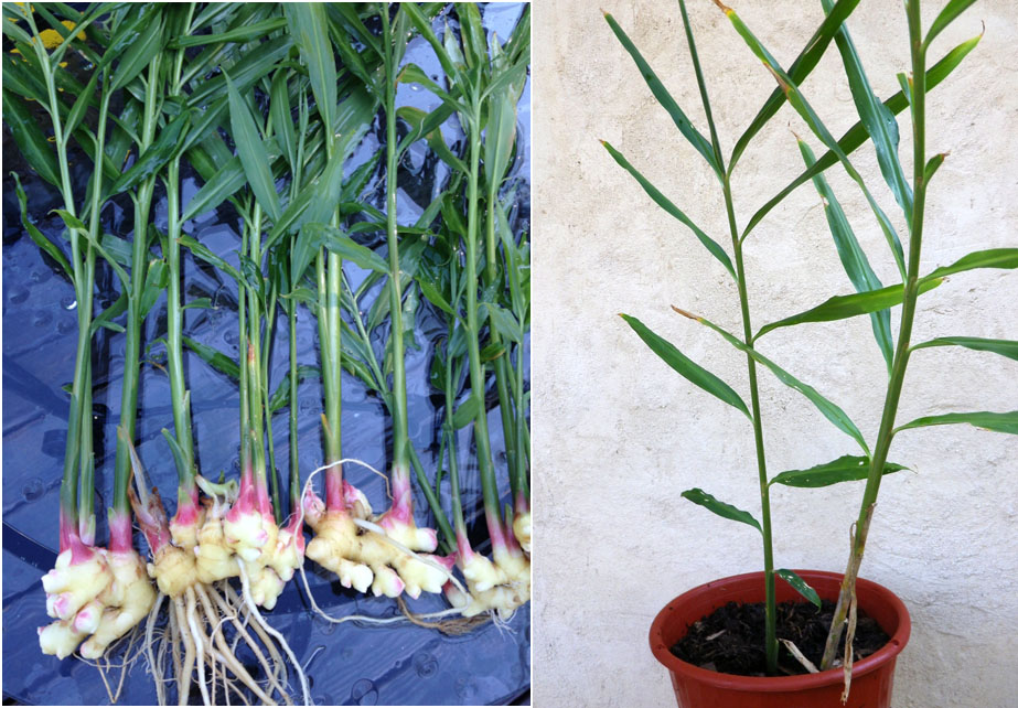 Ginger Plants