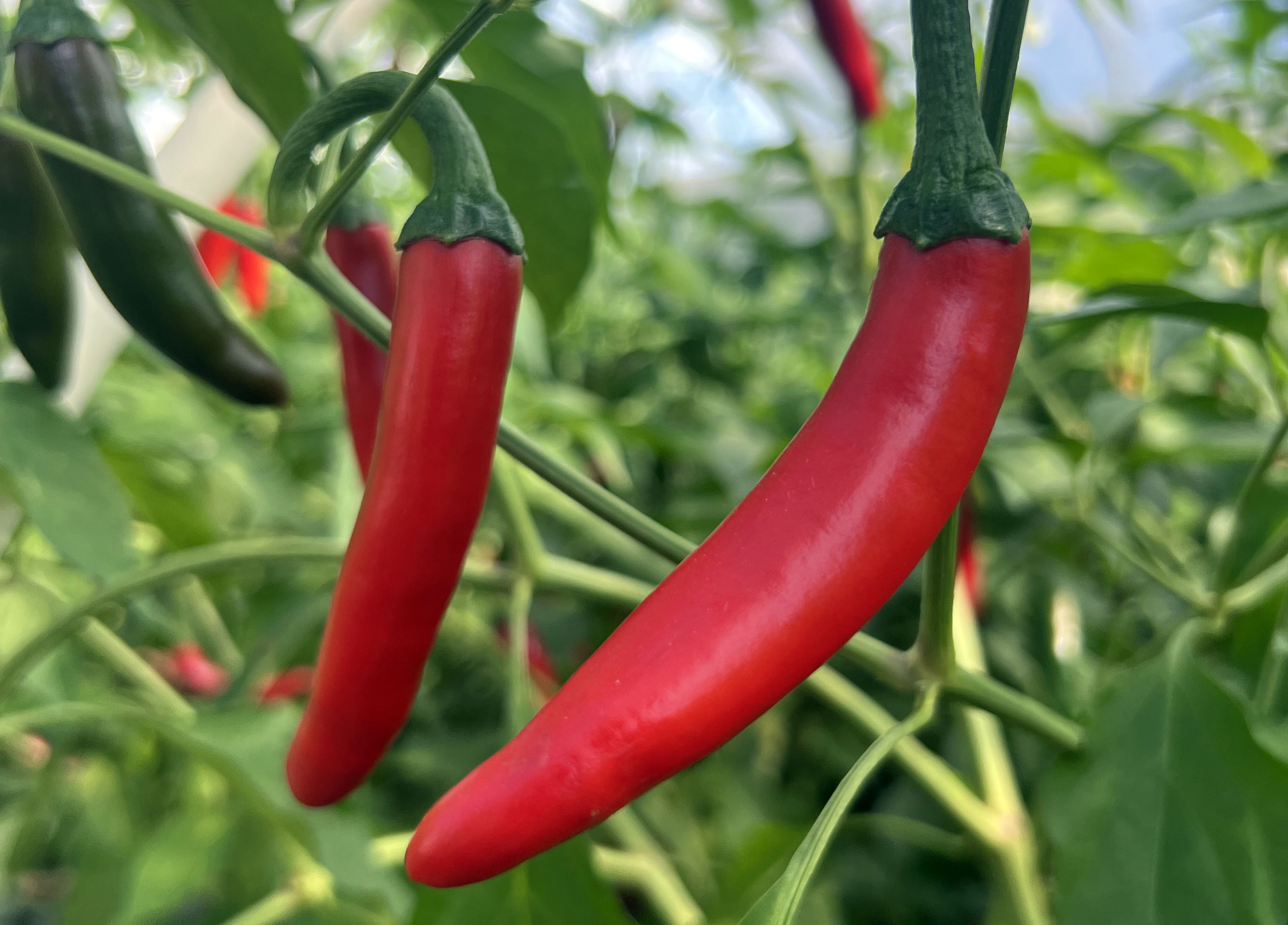 Small Red Hot Chili Pepper Seeds for Sale
