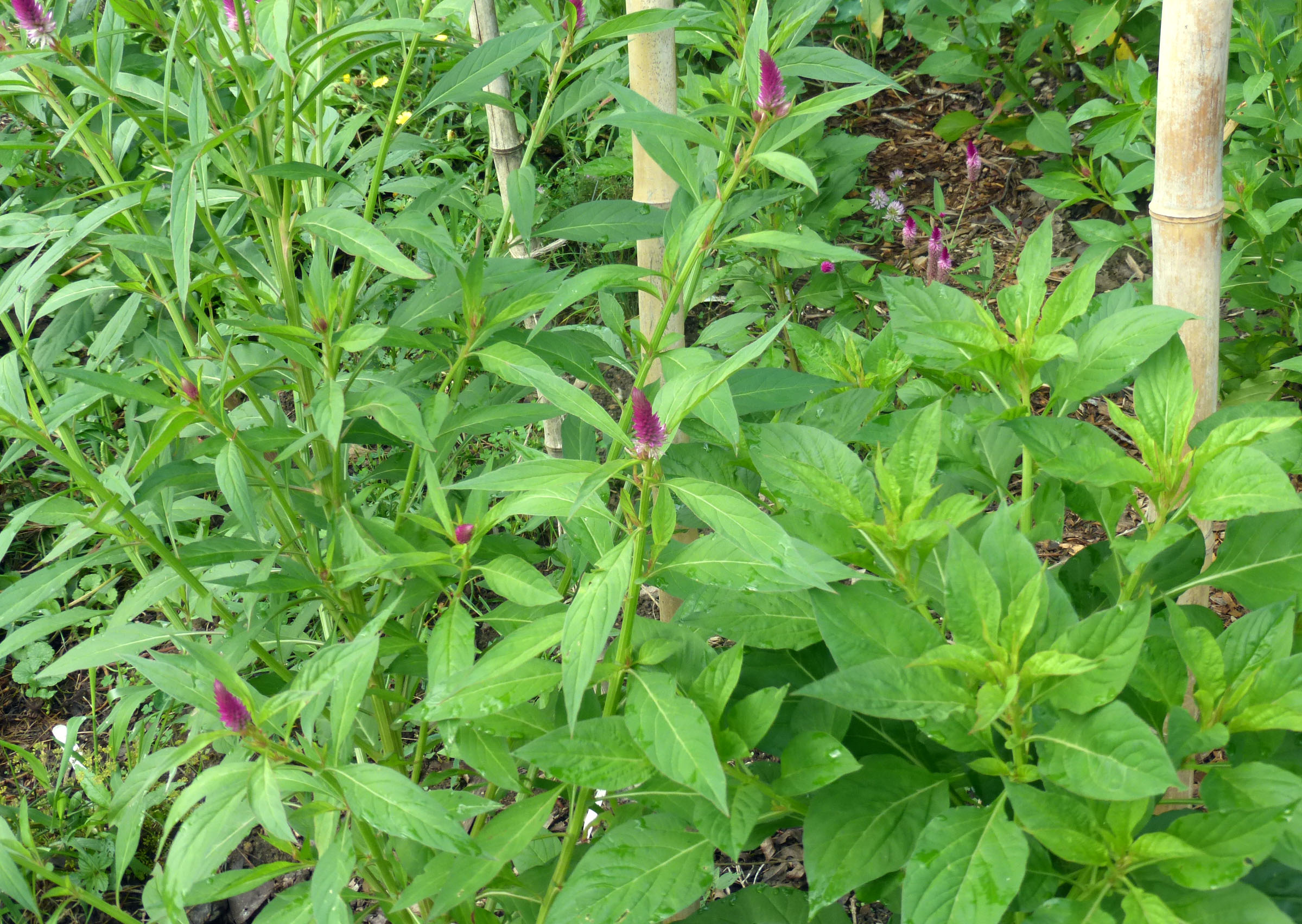 Spinach Going To Flower | Best Flower Site