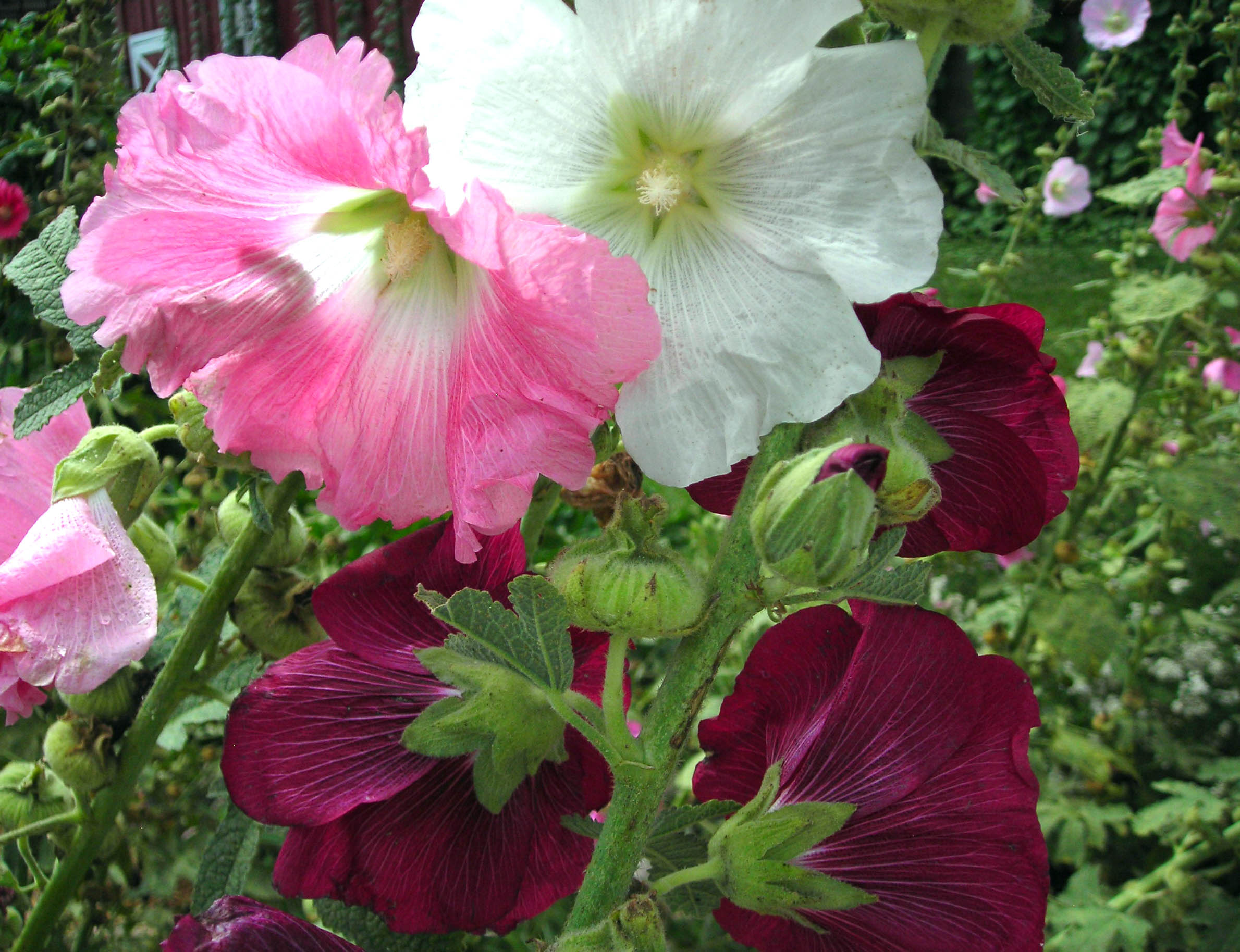 Hollyhock, Outhouse