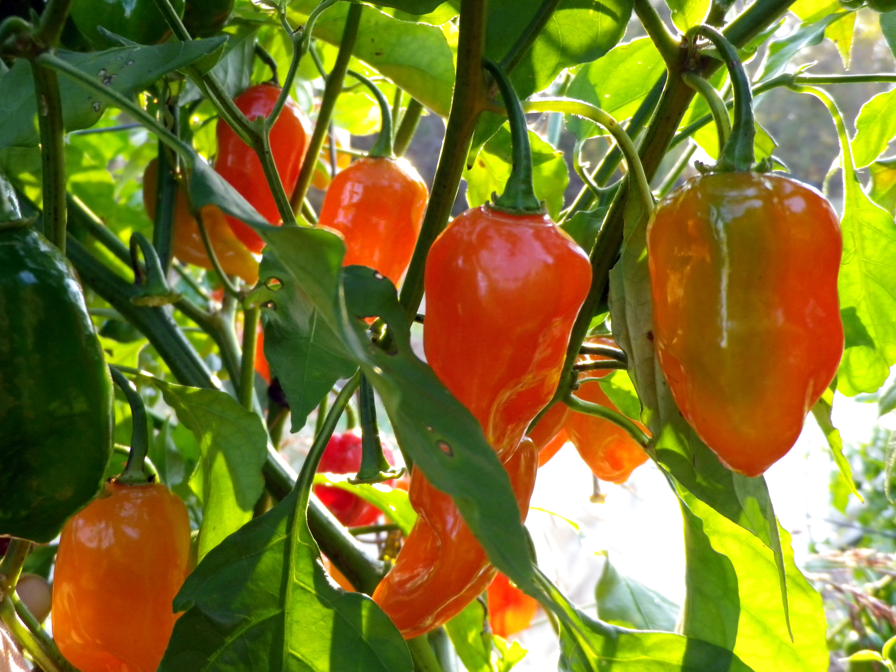 Habanero, Combahee Red (PA-559) Hot Pepper