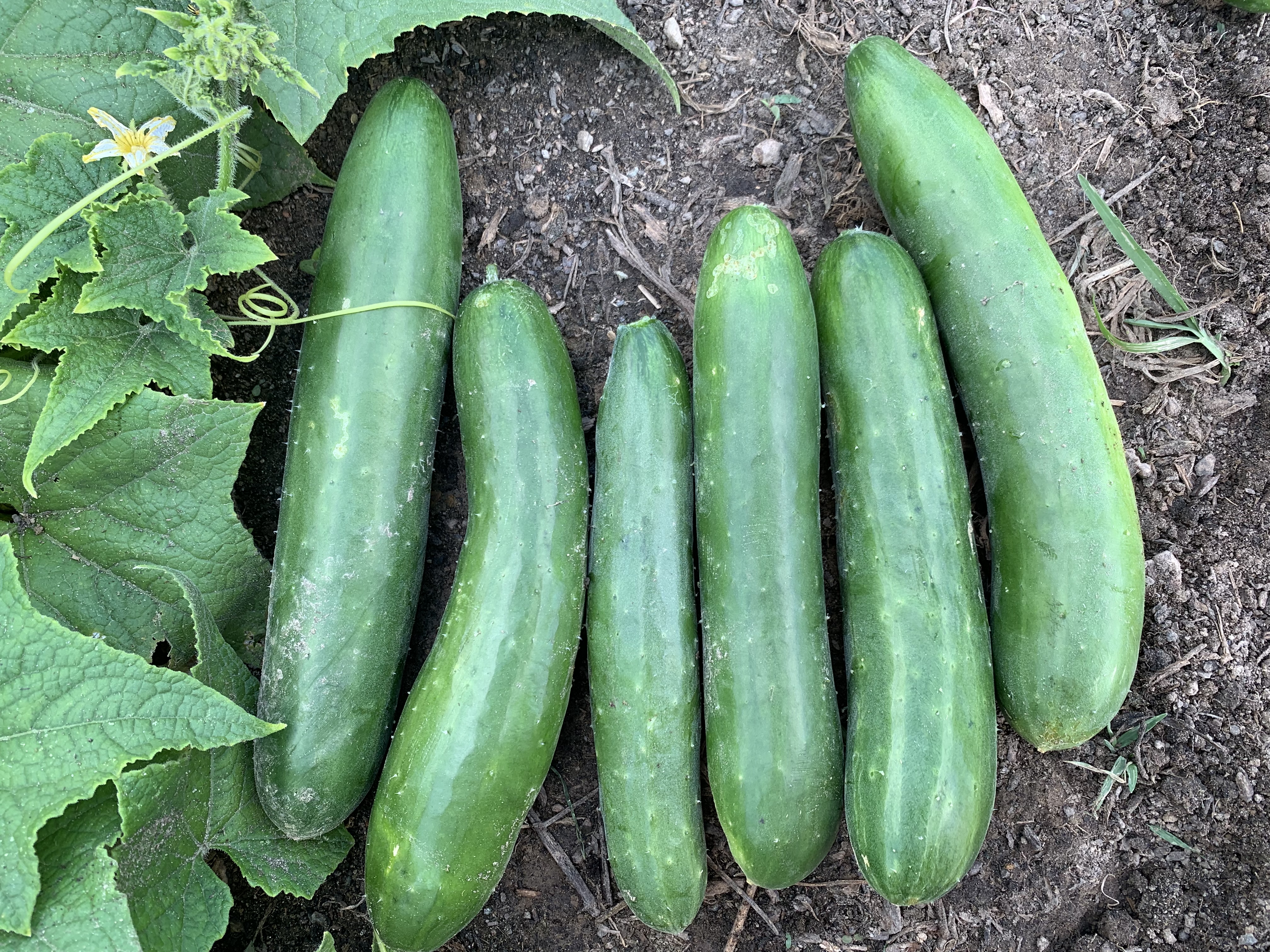 Cucumbo Spiral Slicer Ideal for Cucumbers and Zucchini, Green