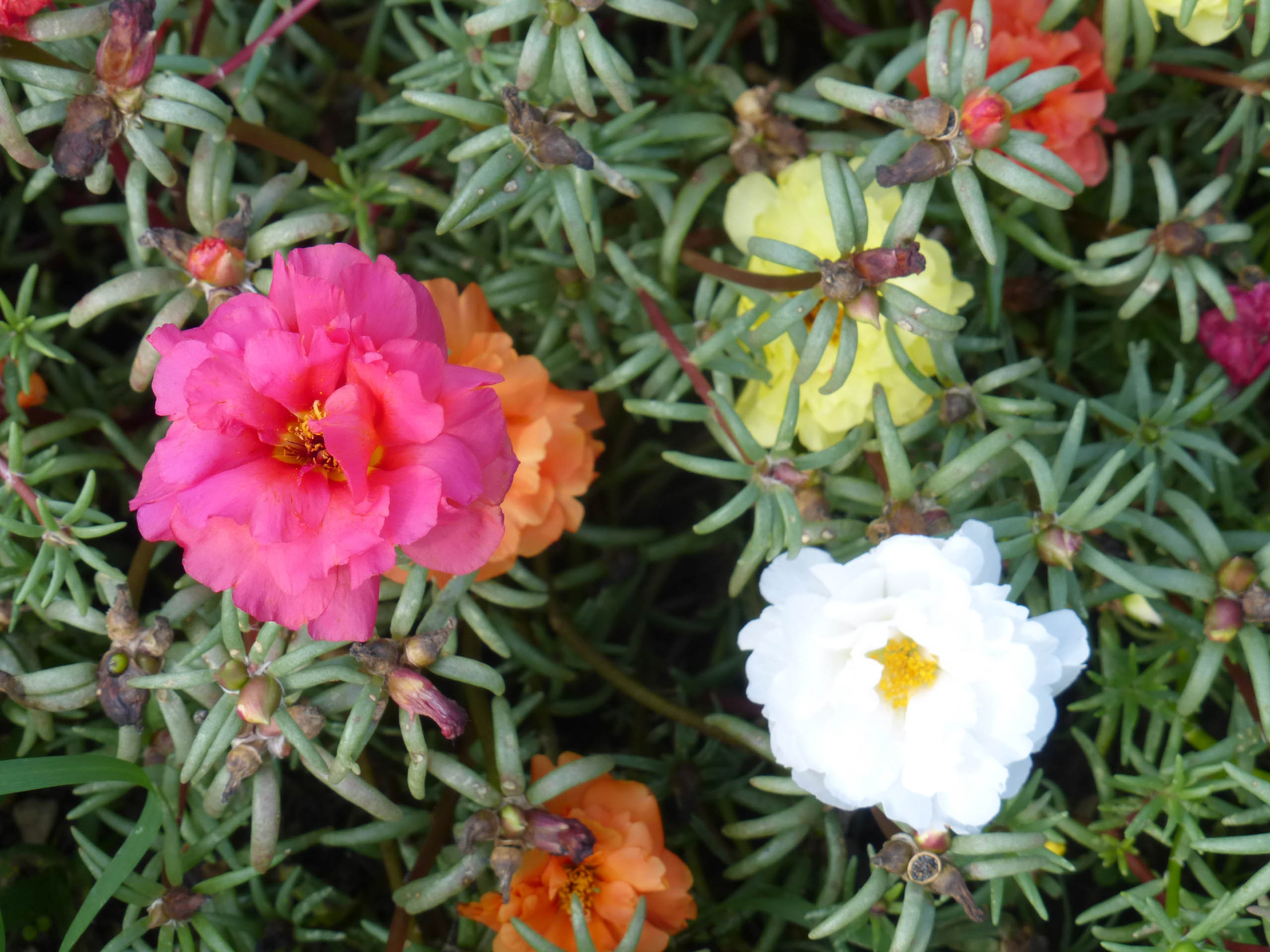 Lowe's Multicolor Moss Rose in 1-Pint Pot in the Annuals