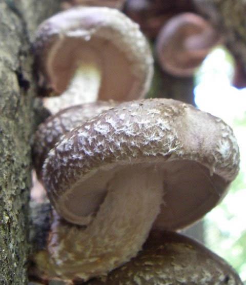 Shiitake Mushroom Spawn