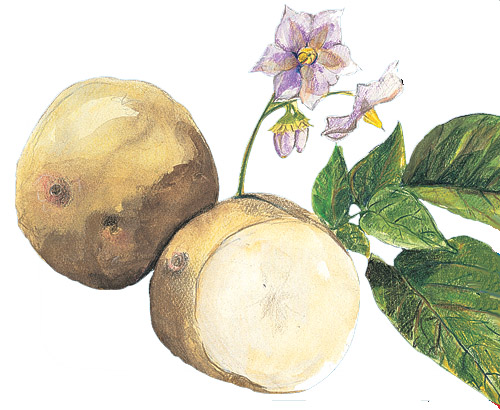 21+ Plant Yukon Gold Potatoes - SeandelleCaius