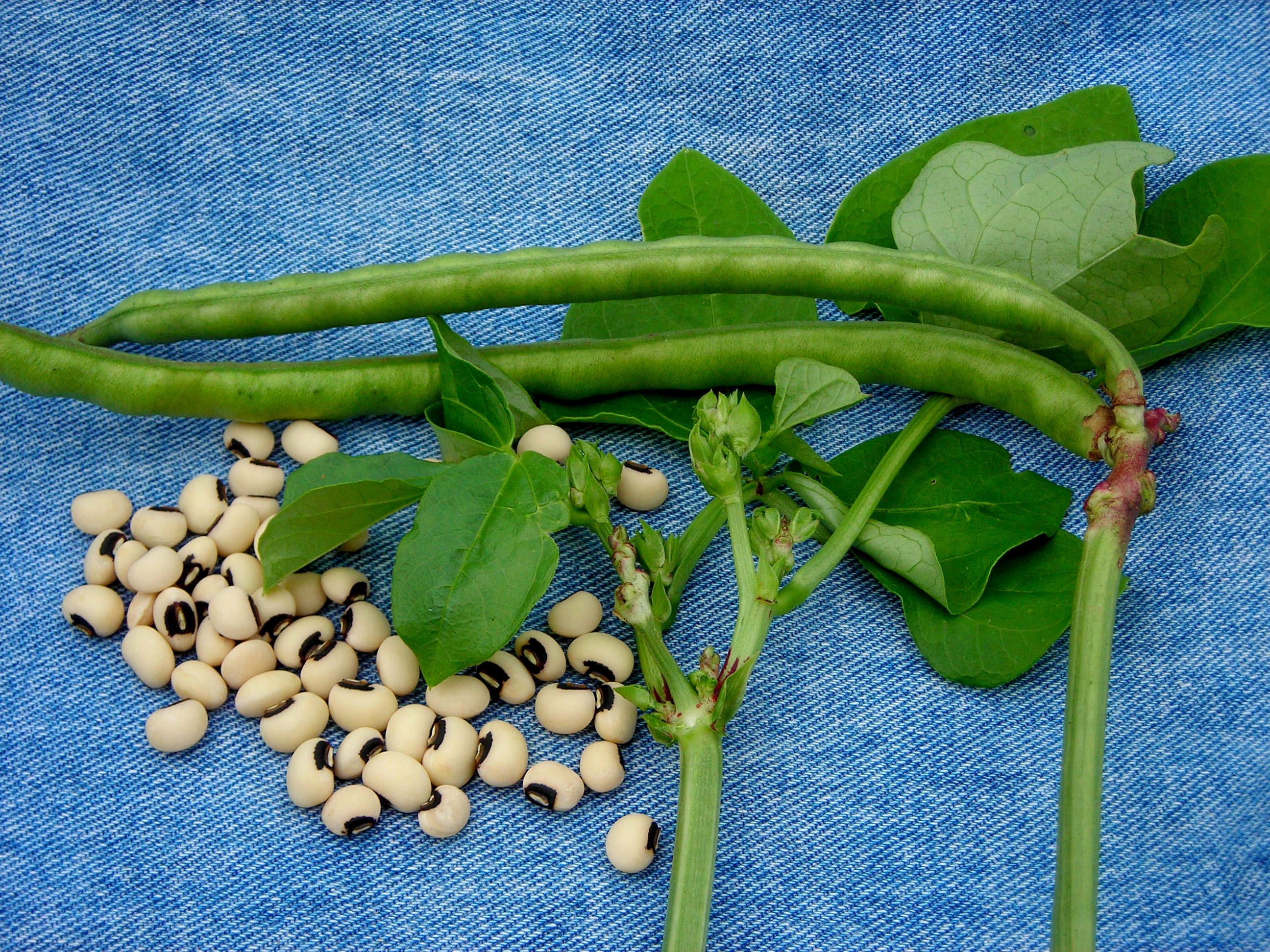 Queen Anne Blackeye Pea Southern Pea (Cowpea)