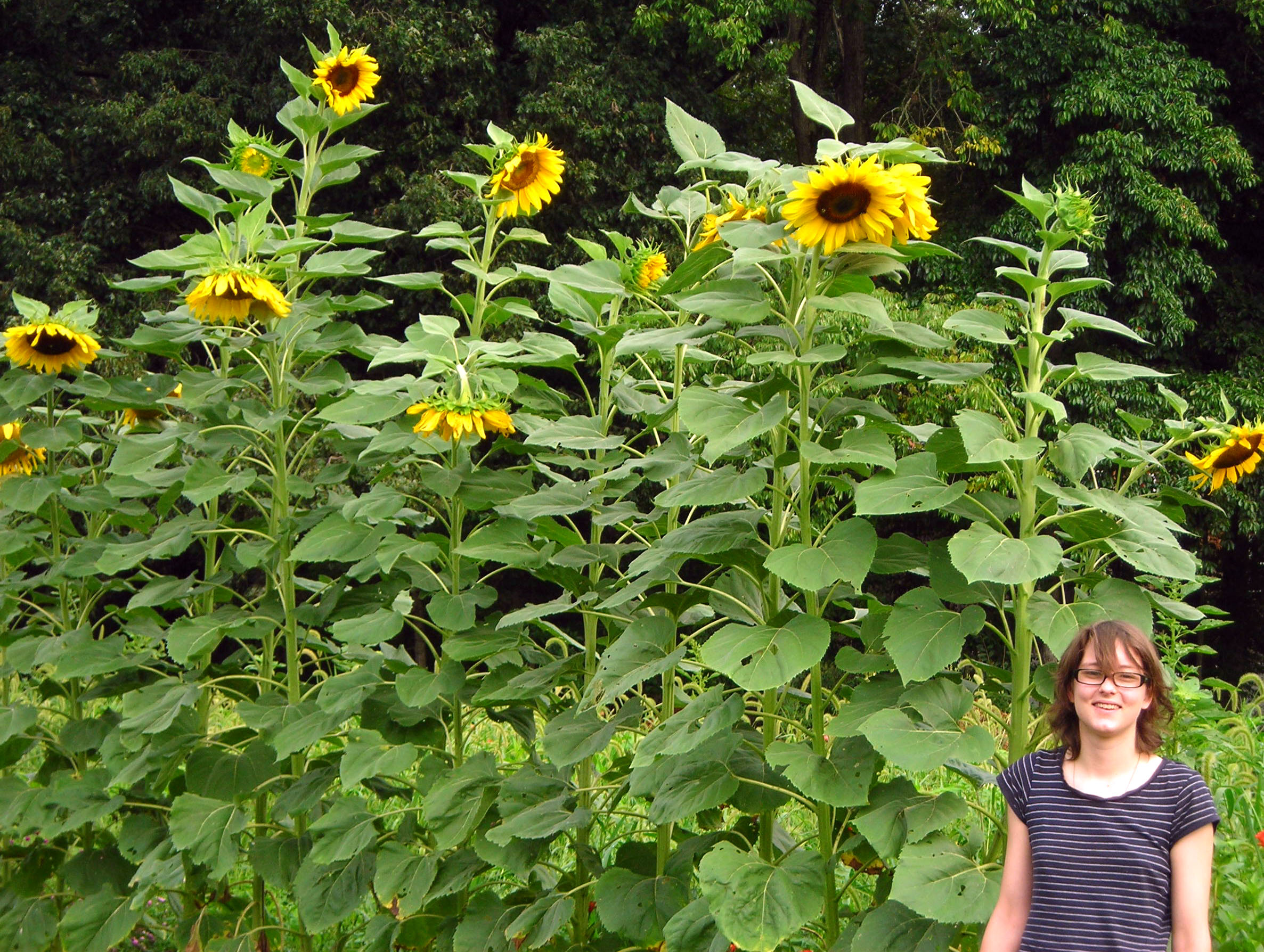 sunflower mammoth plant seed exposure southern bloom blossom southernexposure