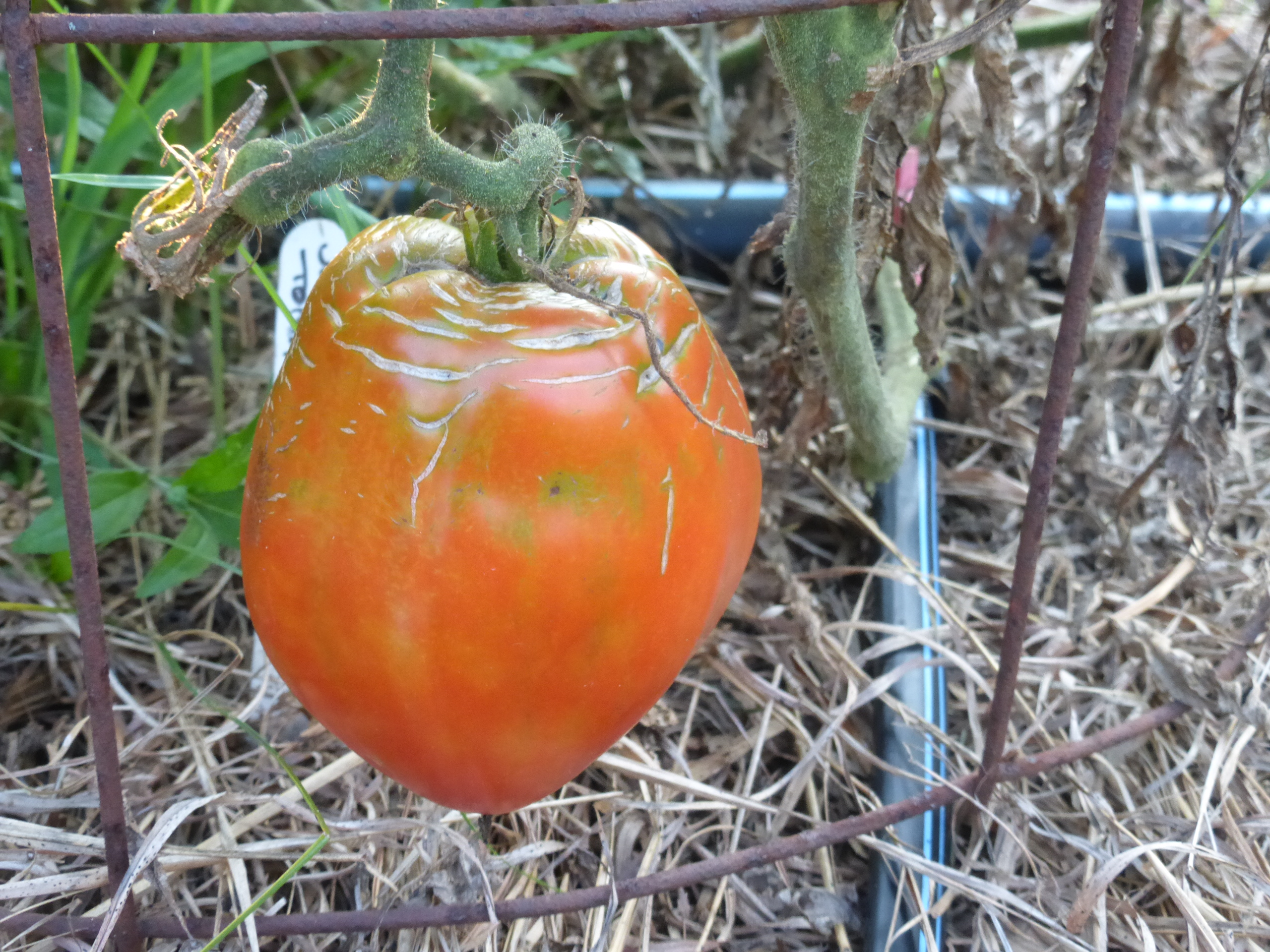 сердце италии томат описание сорта