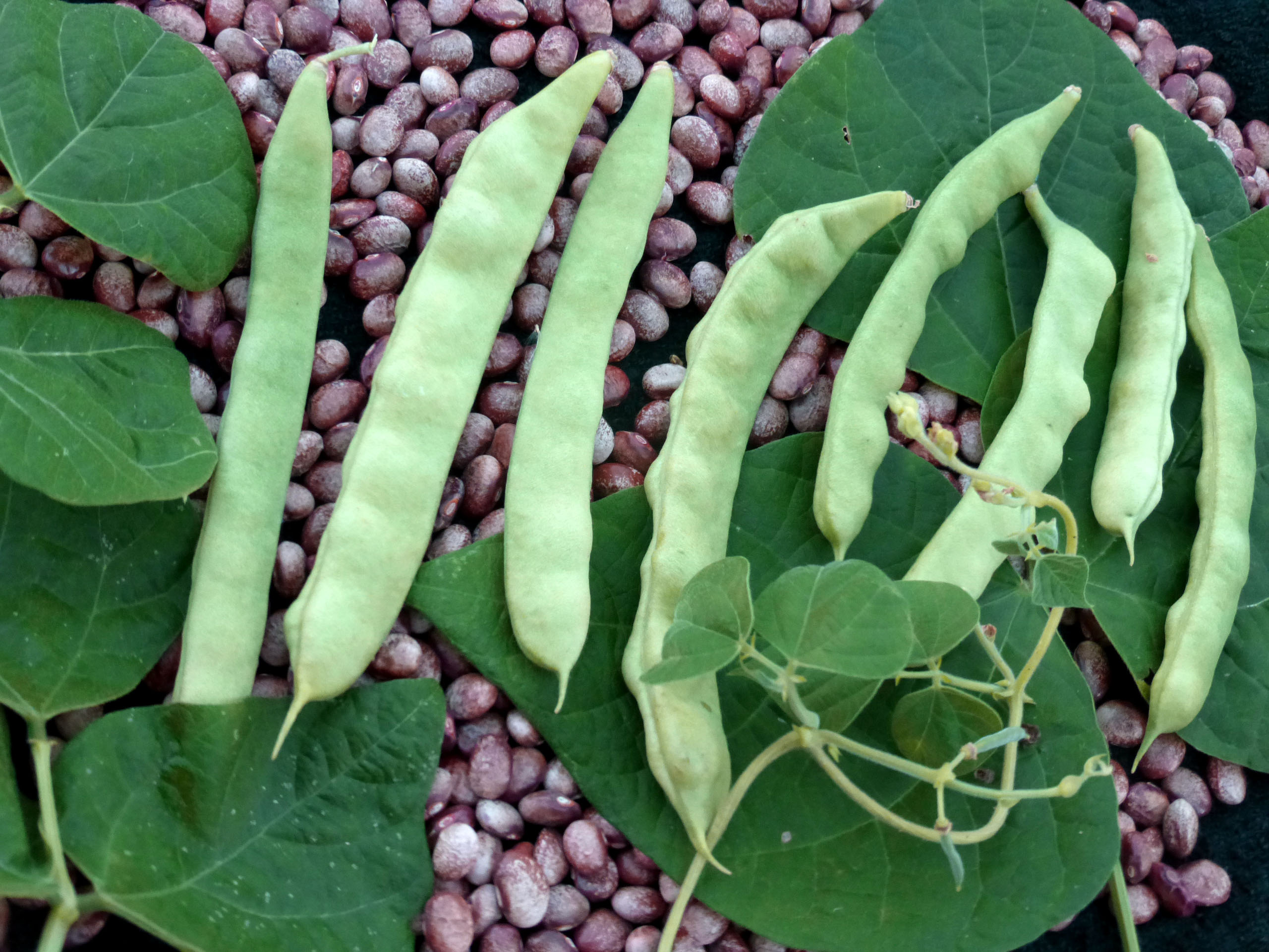 Bean plant. Фасоль обыкновенная в стручках. Фасоль обыкновенная стебель. Боб растение. Турецкие Бобы стебель.