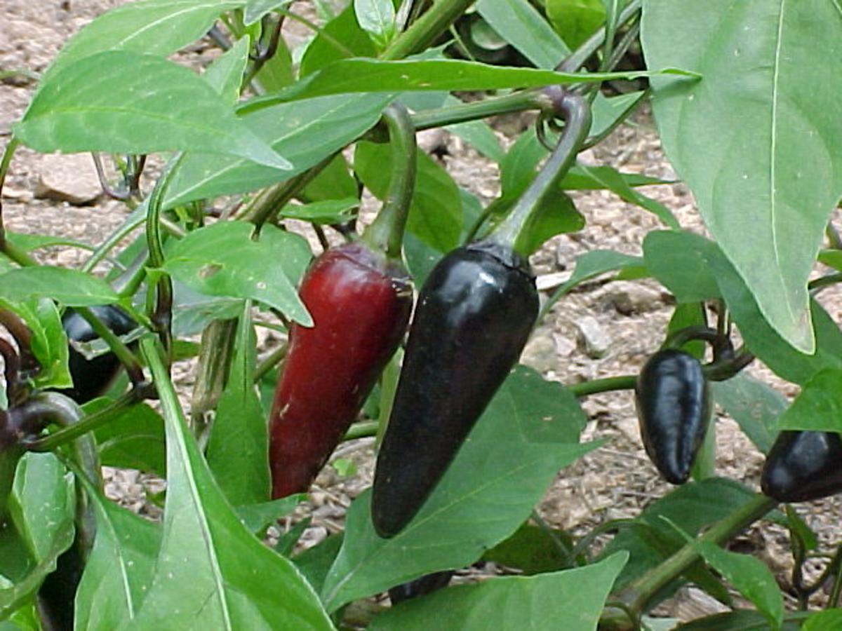 Chili Pot Black перец