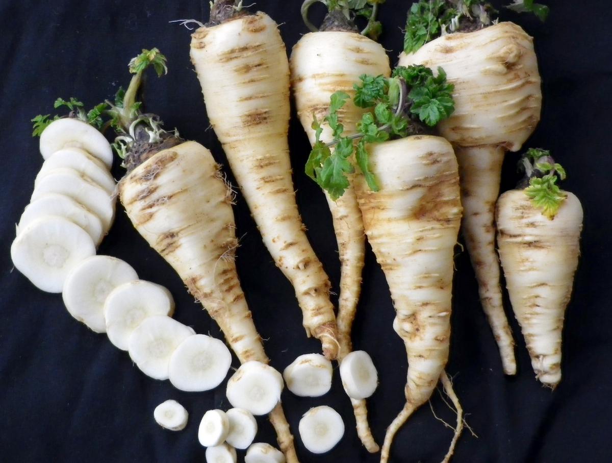 Пастернак растение фото и описание как выглядит Harris Model Parsnip