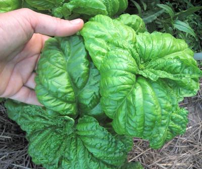 Mammoth Basil