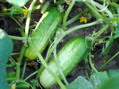 Arkansas Little Leaf Pickling Cucumber