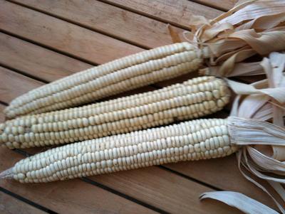 Corn Bags - Cherokee Manufacturing