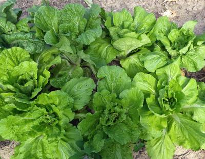 Early Nozaki Chinese Cabbage